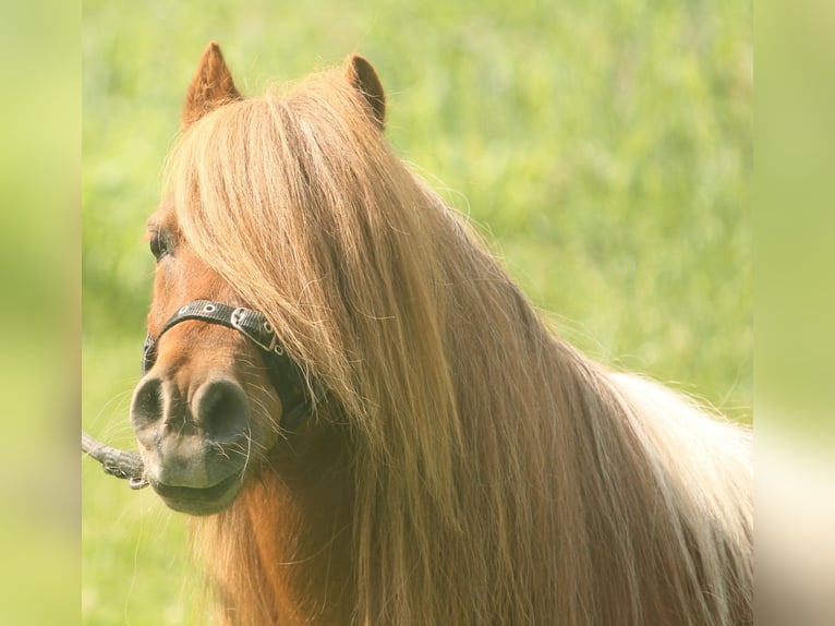 Mini Shetland Pony Wallach 18 Jahre 75 cm Schecke in Medina