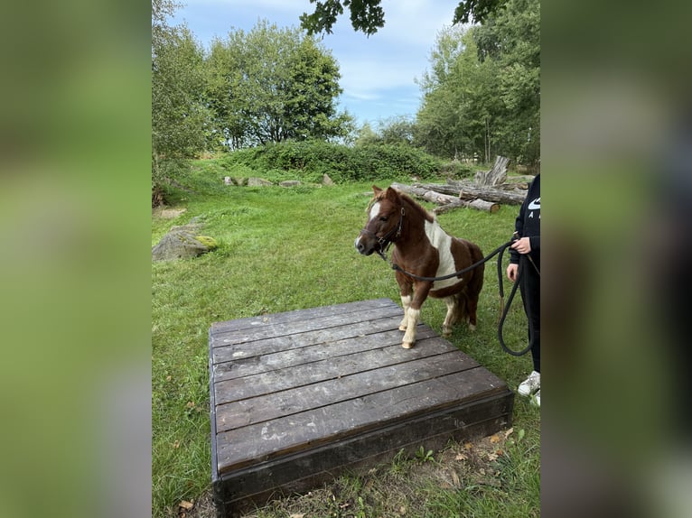 Mini Shetland Pony Wallach 18 Jahre 85 cm Schecke in Arnsdorf