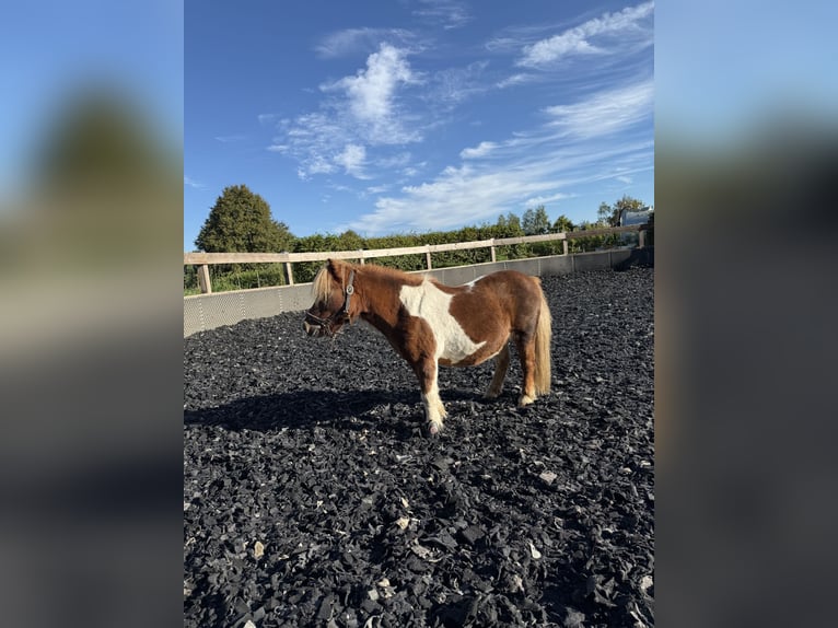 Mini Shetland Pony Wallach 18 Jahre 85 cm Schecke in Arnsdorf
