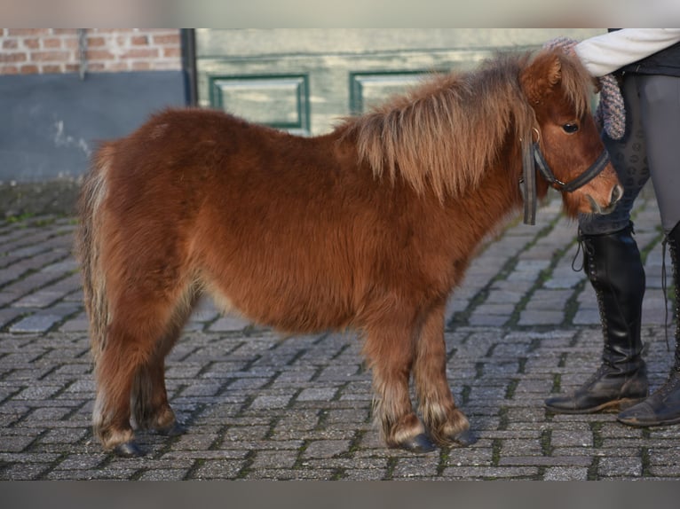 Mini Shetland Pony Wallach 1 Jahr Fuchs in Achtmaal
