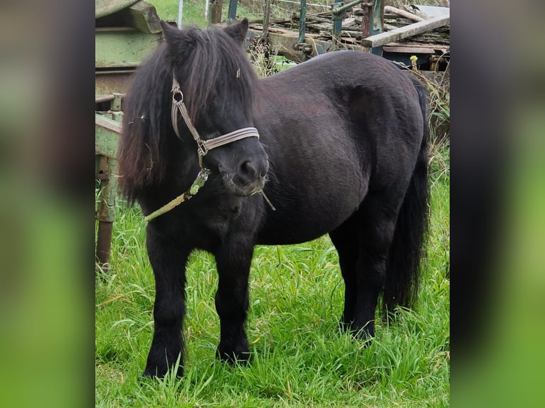 Mini Shetland Pony Wallach 24 Jahre 110 cm Rappe in AlsdorfAlsdorf