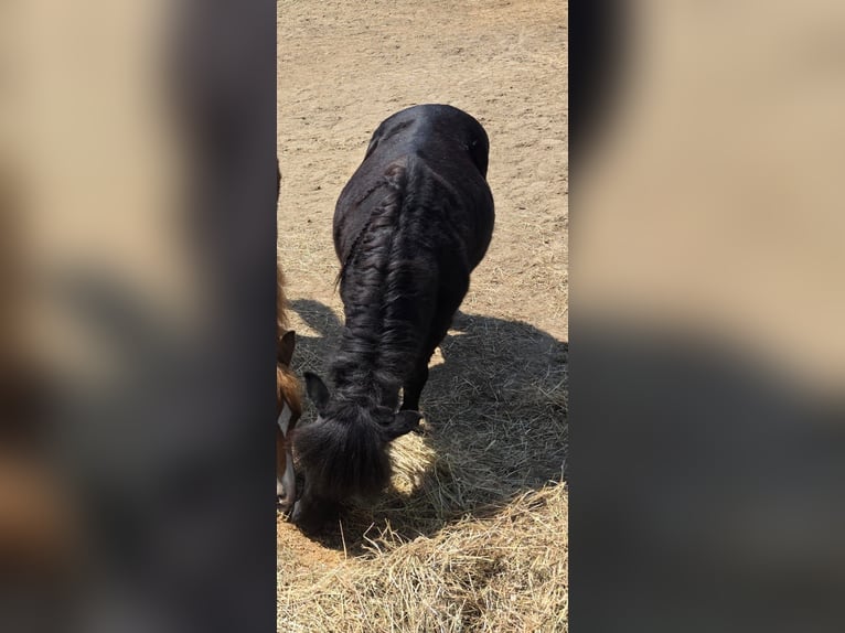 Mini Shetland Pony Wallach 24 Jahre 110 cm Rappe in AlsdorfAlsdorf