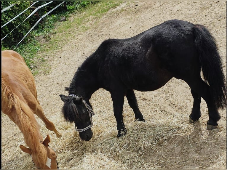 Mini Shetland Pony Wallach 24 Jahre 110 cm Rappe in AlsdorfAlsdorf