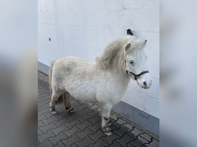 Mini Shetland Pony Wallach 24 Jahre  in Karben