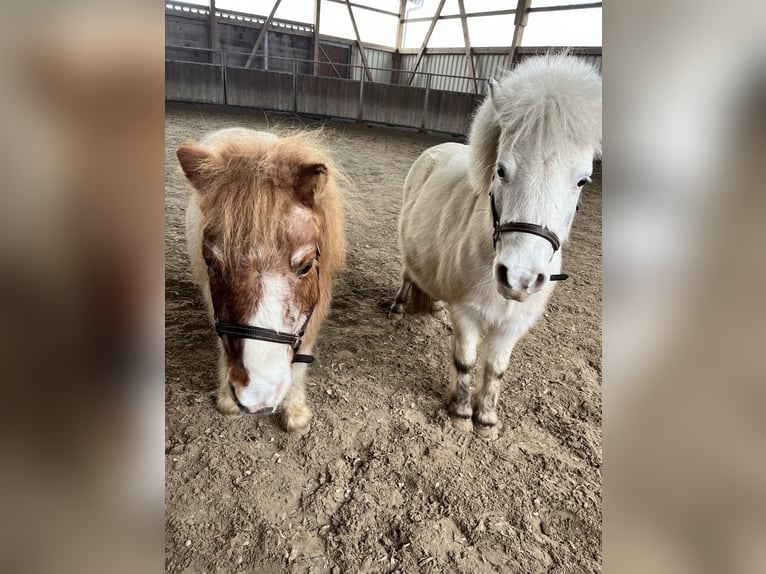Mini Shetland Pony Wallach 24 Jahre  in Karben