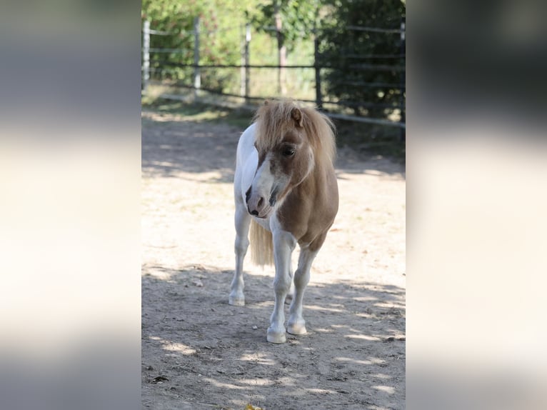 Mini Shetland Pony Wallach 24 Jahre  in Karben