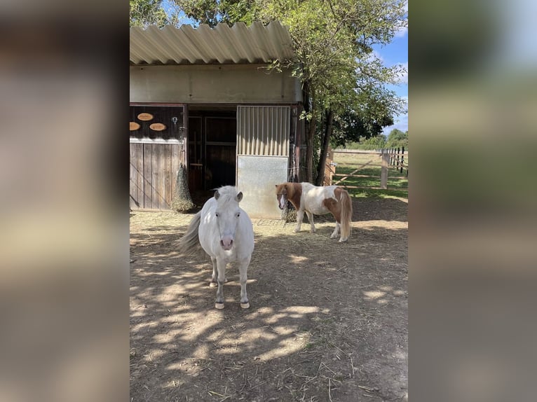 Mini Shetland Pony Wallach 24 Jahre  in Karben