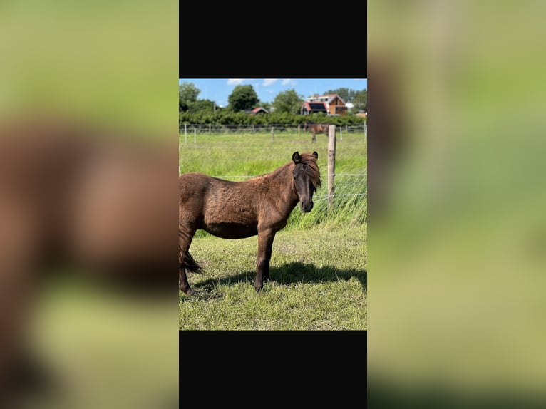 Mini Shetland Pony Wallach 2 Jahre 80 cm Dunkelfuchs in Hoogvliet Rotterdam