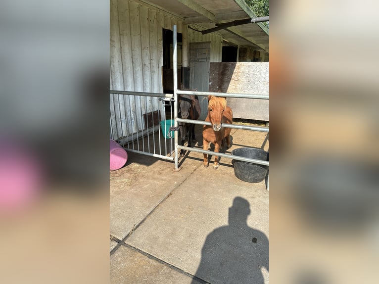 Mini Shetland Pony Wallach 2 Jahre 80 cm Dunkelfuchs in Hoogvliet Rotterdam