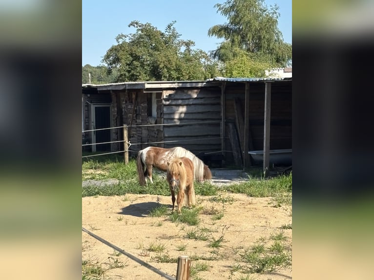 Mini Shetland Pony Wallach 2 Jahre 80 cm Fuchs in Norderstedt