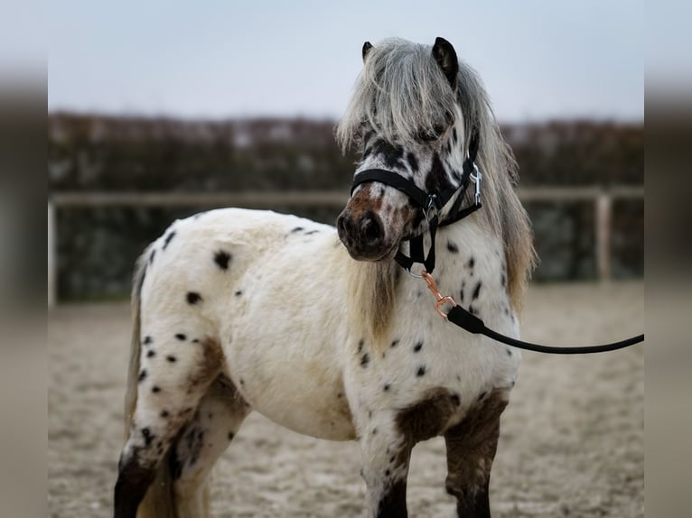 Mini Shetland Pony Wallach 2 Jahre 80 cm Tigerschecke in Neustadt (Wied)