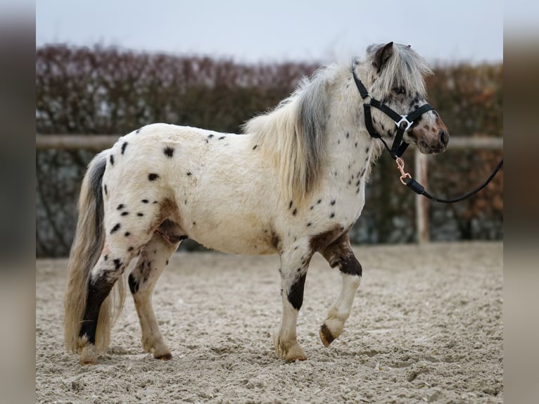 Mini Shetland Pony Wallach 2 Jahre 80 cm Tigerschecke in Neustadt (Wied)