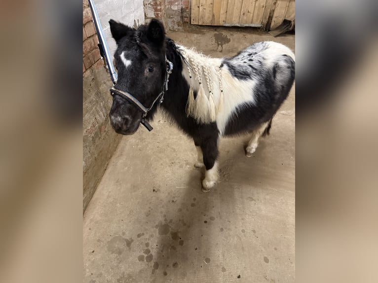 Mini Shetland Pony Wallach 2 Jahre 85 cm Schecke in Hessisch Oldendorf