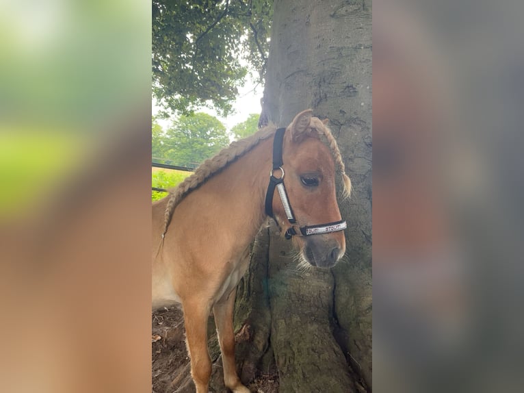 Mini Shetland Pony Wallach 2 Jahre 89 cm in Norderstedt