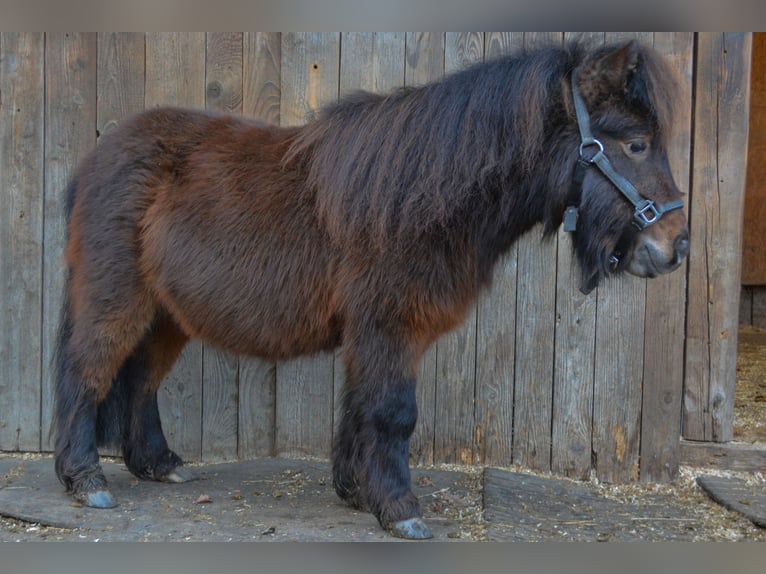Mini Shetland Pony Wallach 3 Jahre 80 cm Dunkelfuchs in RiederingRiedering