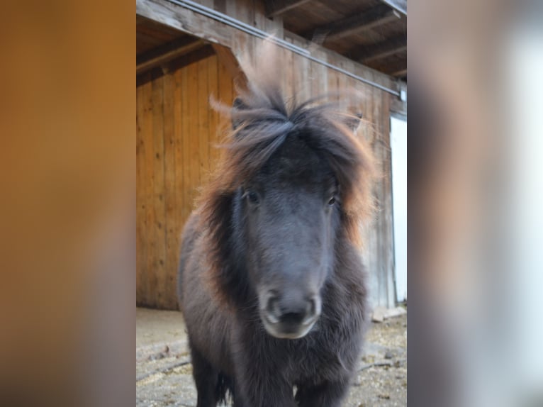Mini Shetland Pony Wallach 3 Jahre 80 cm Dunkelfuchs in RiederingRiedering