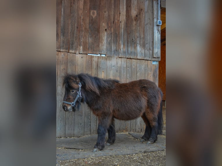Mini Shetland Pony Wallach 3 Jahre 80 cm Dunkelfuchs in RiederingRiedering