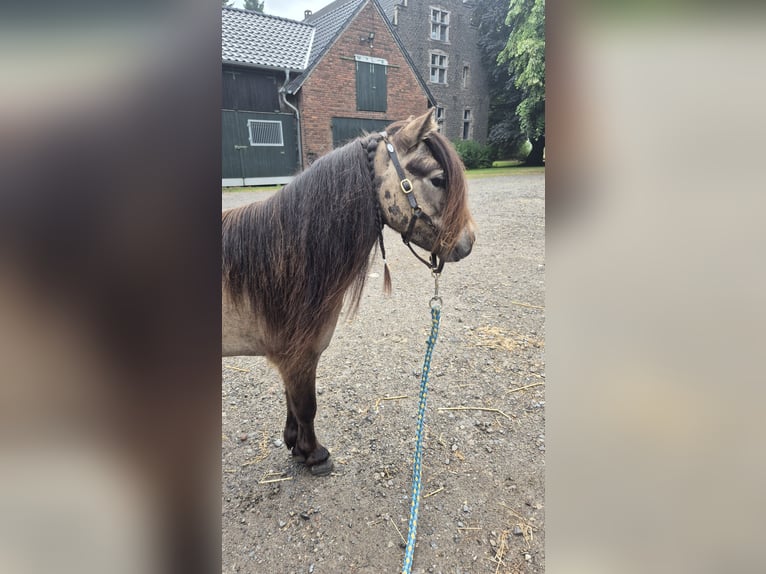 Mini Shetland Pony Wallach 3 Jahre 83 cm Buckskin in D&#xFC;sseldorf