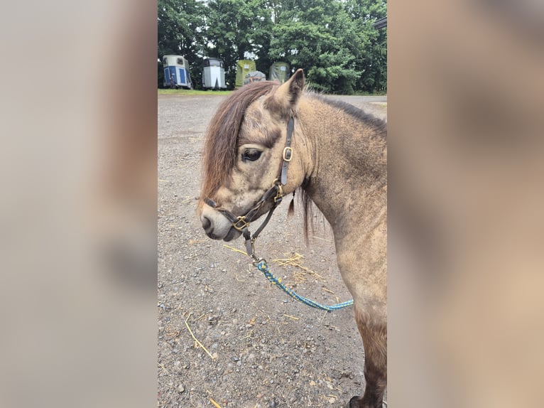 Mini Shetland Pony Wallach 3 Jahre 83 cm Buckskin in D&#xFC;sseldorf