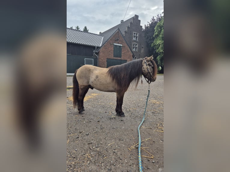 Mini Shetland Pony Wallach 3 Jahre 83 cm Buckskin in D&#xFC;sseldorf