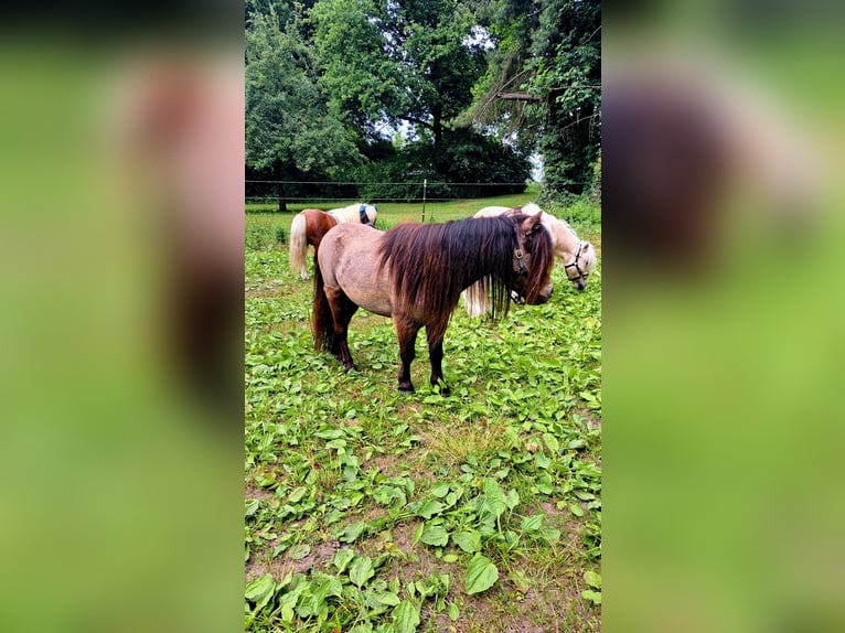 Mini Shetland Pony Wallach 3 Jahre 83 cm Buckskin in D&#xFC;sseldorf