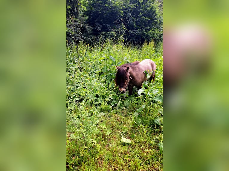 Mini Shetland Pony Wallach 3 Jahre 83 cm Buckskin in D&#xFC;sseldorf