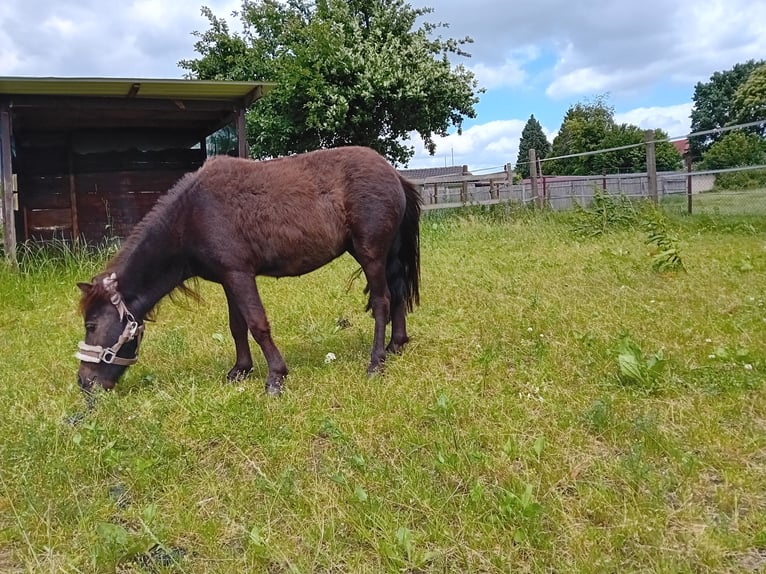 Mini Shetland Pony Wallach 3 Jahre 85 cm Dunkelbrauner in Brüggen