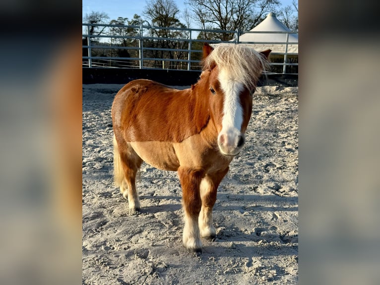 Mini Shetland Pony Wallach 3 Jahre 85 cm Fuchs in Bubendorf