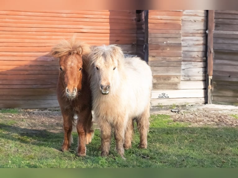Mini Shetland Pony Wallach 3 Jahre 85 cm Fuchs in Rheine