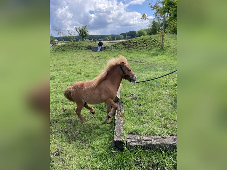 Mini Shetland Pony Wallach 3 Jahre 85 cm Fuchs in Rheine