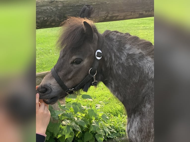 Mini Shetland Pony Wallach 4 Jahre 85 cm Roan-Blue in Bretten