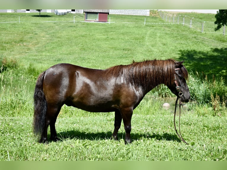 Mini Shetland Pony Wallach 4 Jahre 86 cm Dunkelbrauner in Fresno, Oh