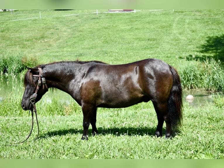 Mini Shetland Pony Wallach 4 Jahre 86 cm Dunkelbrauner in Fresno, Oh