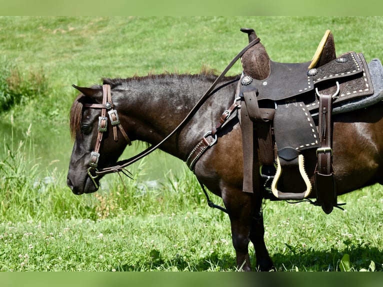 Mini Shetland Pony Wallach 4 Jahre 86 cm Dunkelbrauner in Fresno, Oh