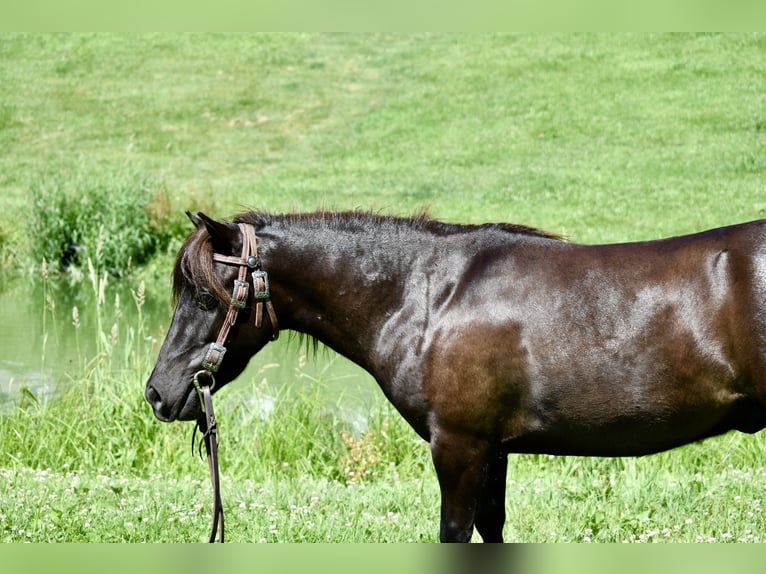 Mini Shetland Pony Wallach 4 Jahre 86 cm Dunkelbrauner in Fresno, Oh