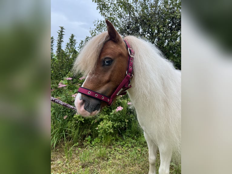 Mini Shetland Pony Wallach 4 Jahre 90 cm Schecke in Kirchdorf an der Krems