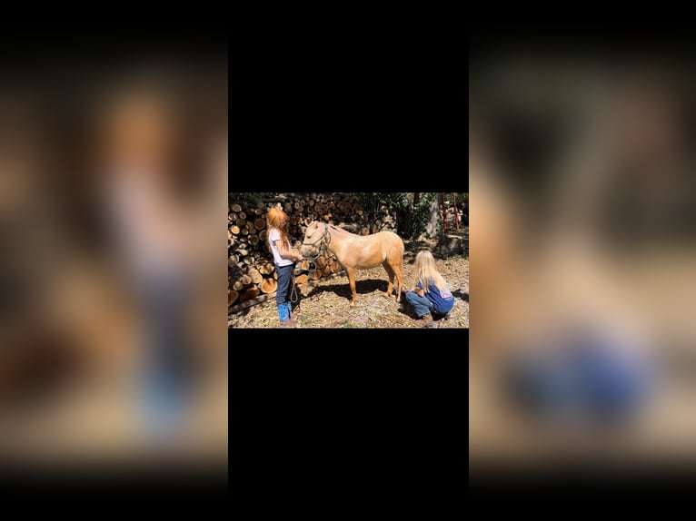 Mini Shetland Pony Wallach 4 Jahre 94 cm Palomino in Paris KY