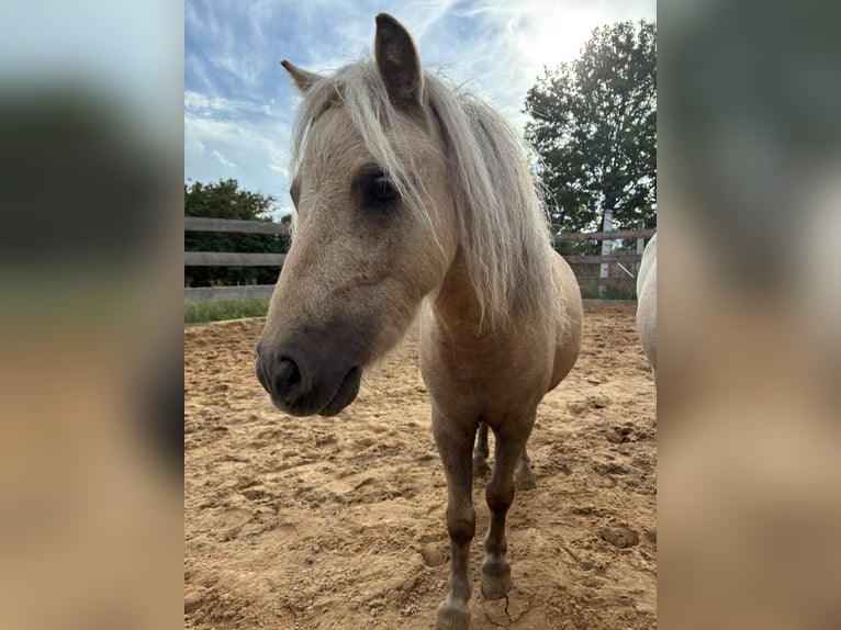 Mini Shetland Pony Wallach 5 Jahre 83 cm Palomino in Ehingen am Ries