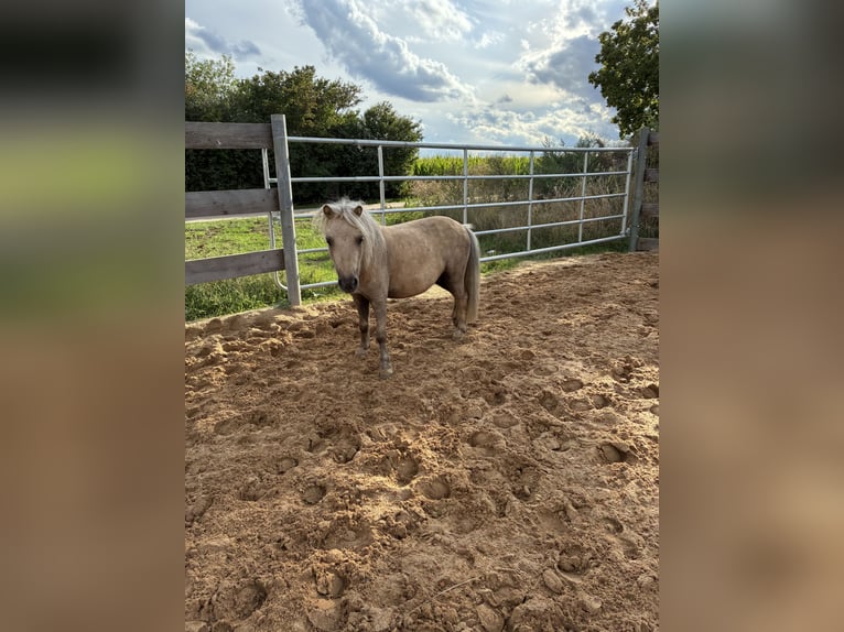 Mini Shetland Pony Wallach 5 Jahre 83 cm Palomino in Ehingen am Ries