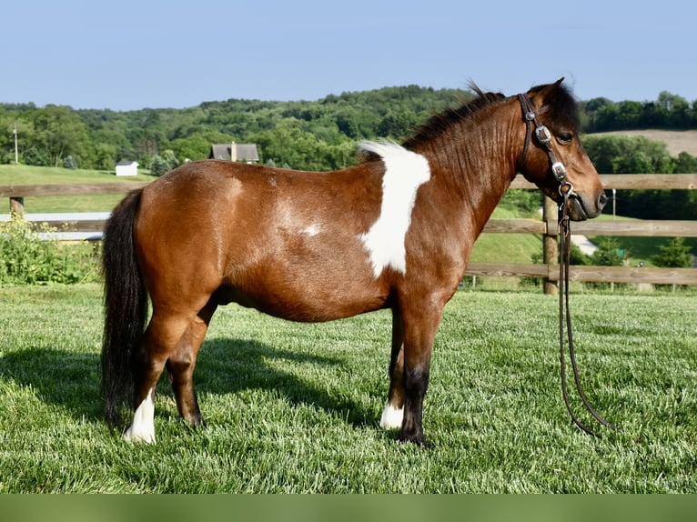 Mini Shetland Pony Wallach 5 Jahre 94 cm Schecke in Fresno, Oh