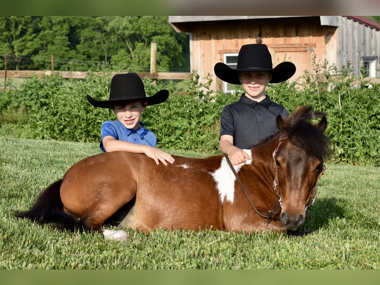 Mini Shetland Pony Wallach 5 Jahre 94 cm Schecke in Fresno, Oh
