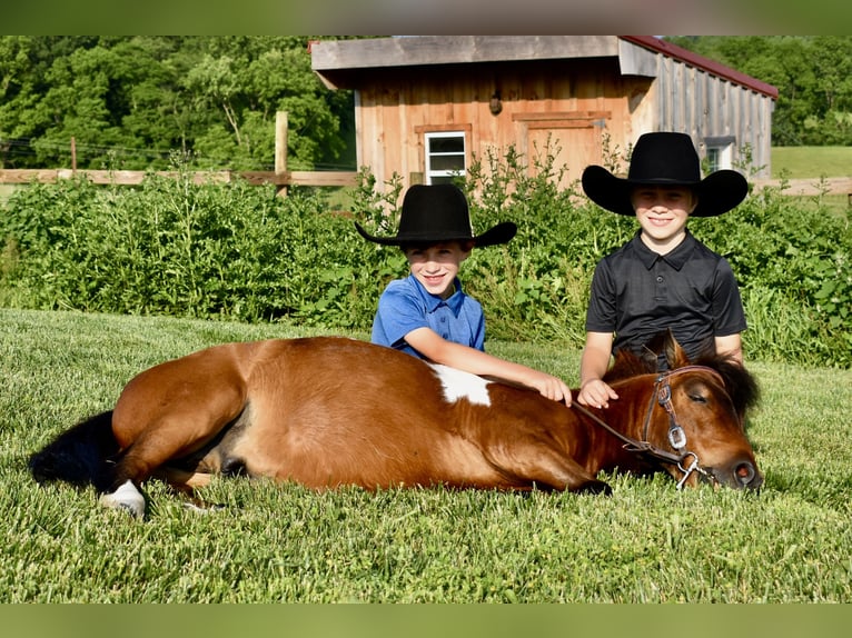 Mini Shetland Pony Wallach 5 Jahre 94 cm Schecke in Fresno, Oh