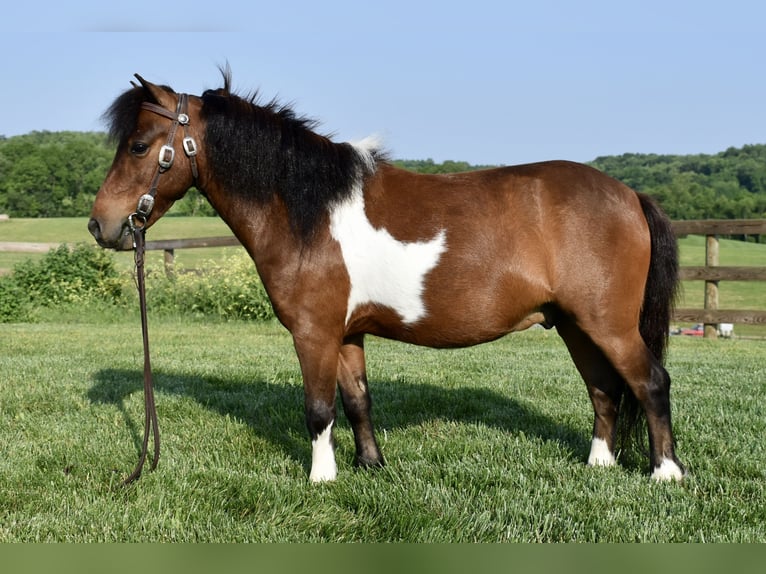 Mini Shetland Pony Wallach 5 Jahre 94 cm Schecke in Fresno, Oh