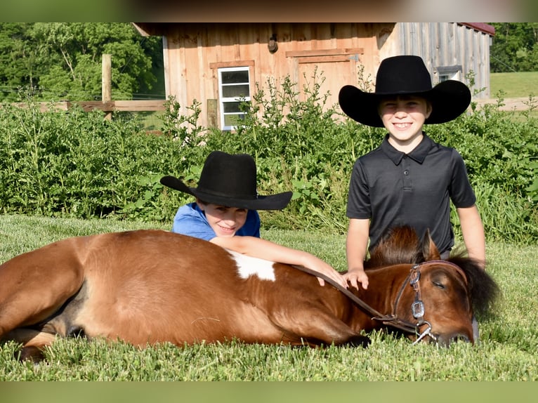 Mini Shetland Pony Wallach 5 Jahre 94 cm Schecke in Fresno, Oh