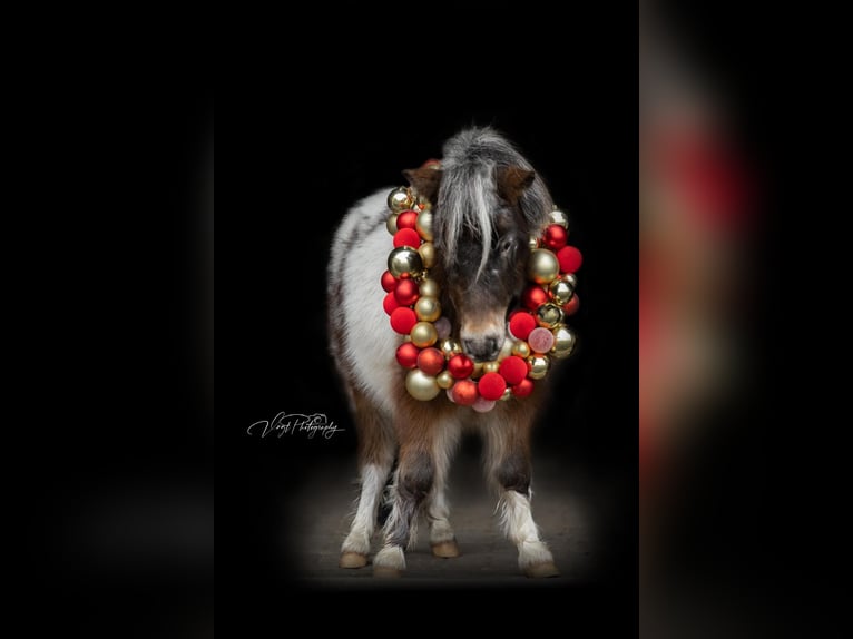 Mini Shetland Pony Wallach 5 Jahre 95 cm Tigerschecke in Sonneber
