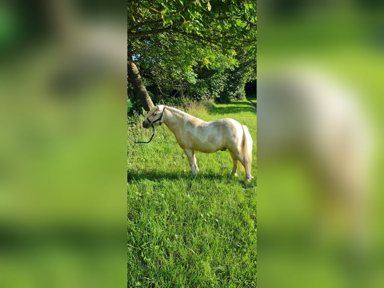 Mini Shetland Pony Wallach 5 Jahre 96 cm Palomino in Sehnde