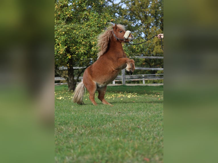 Mini Shetland Pony Wallach 5 Jahre Fuchs in Hanstedt