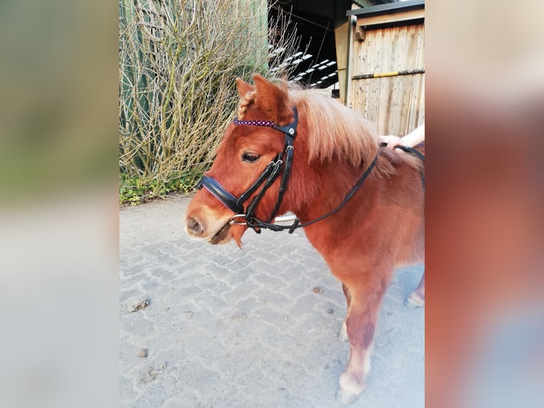 Mini Shetland Pony Wallach 6 Jahre 85 cm Fuchs in Jevenstedt