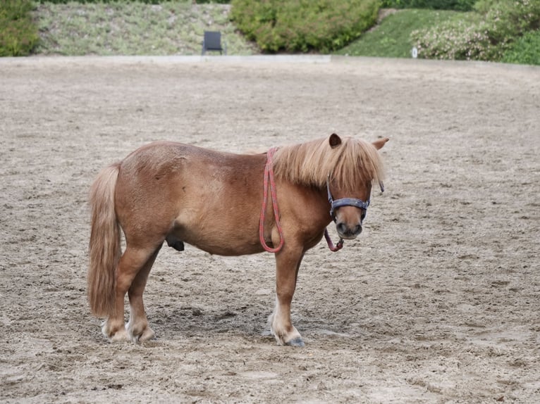 Mini Shetland Pony Wallach 6 Jahre 85 cm Fuchs in Jevenstedt