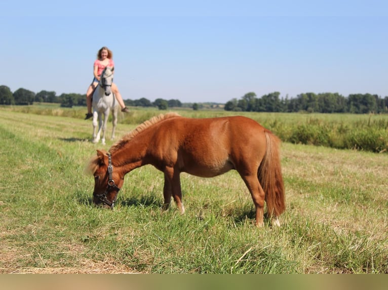 Mini Shetland Pony Wallach 6 Jahre 85 cm Fuchs in Jevenstedt